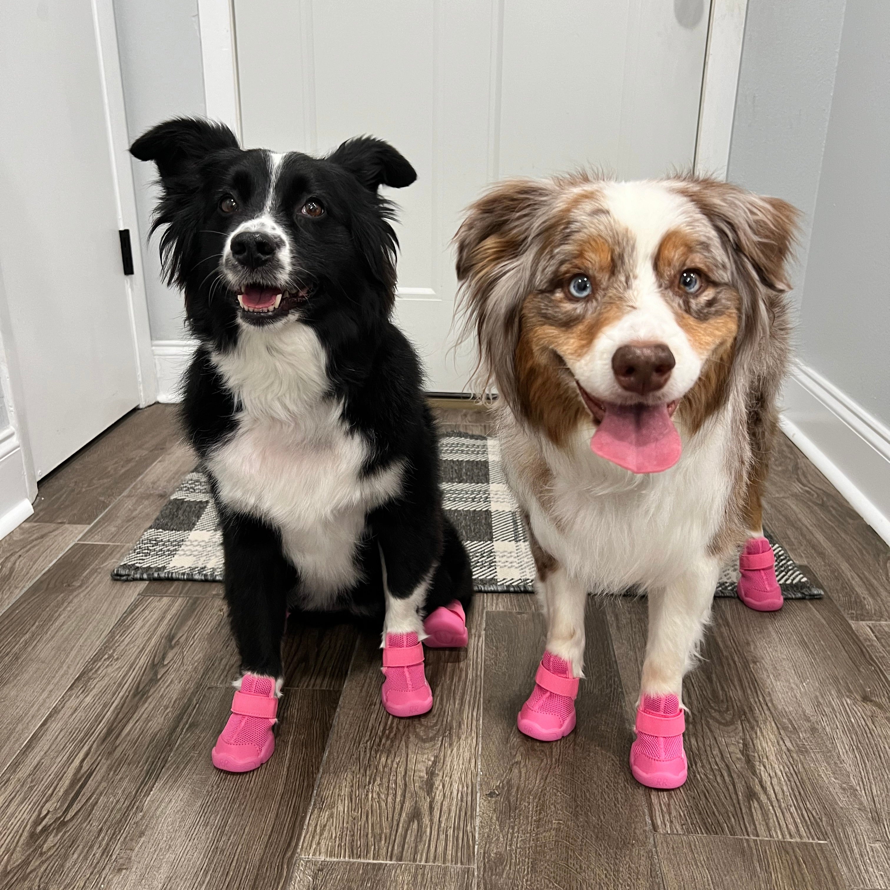 海外犬服 高品質なインポートのドッグウェア通販 