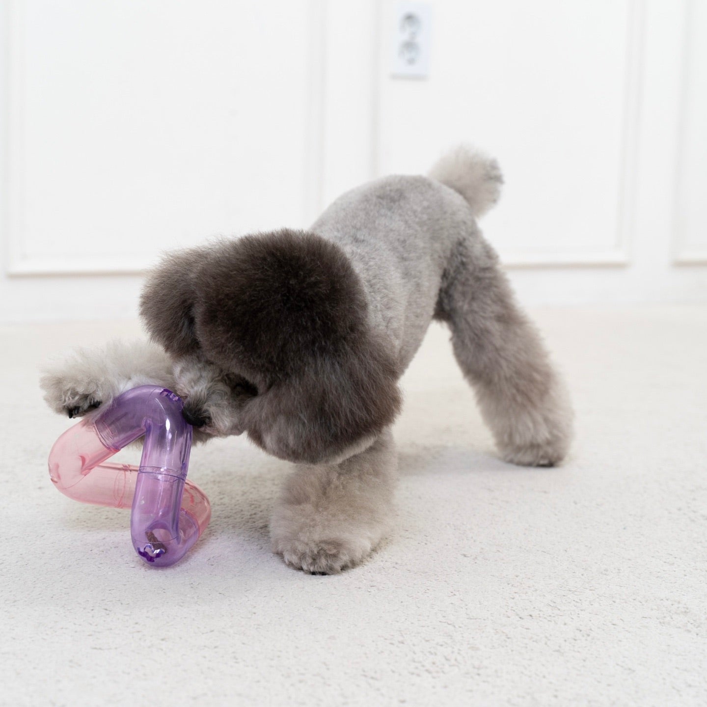 海外犬服 高品質なインポートのドッグウェア通販 