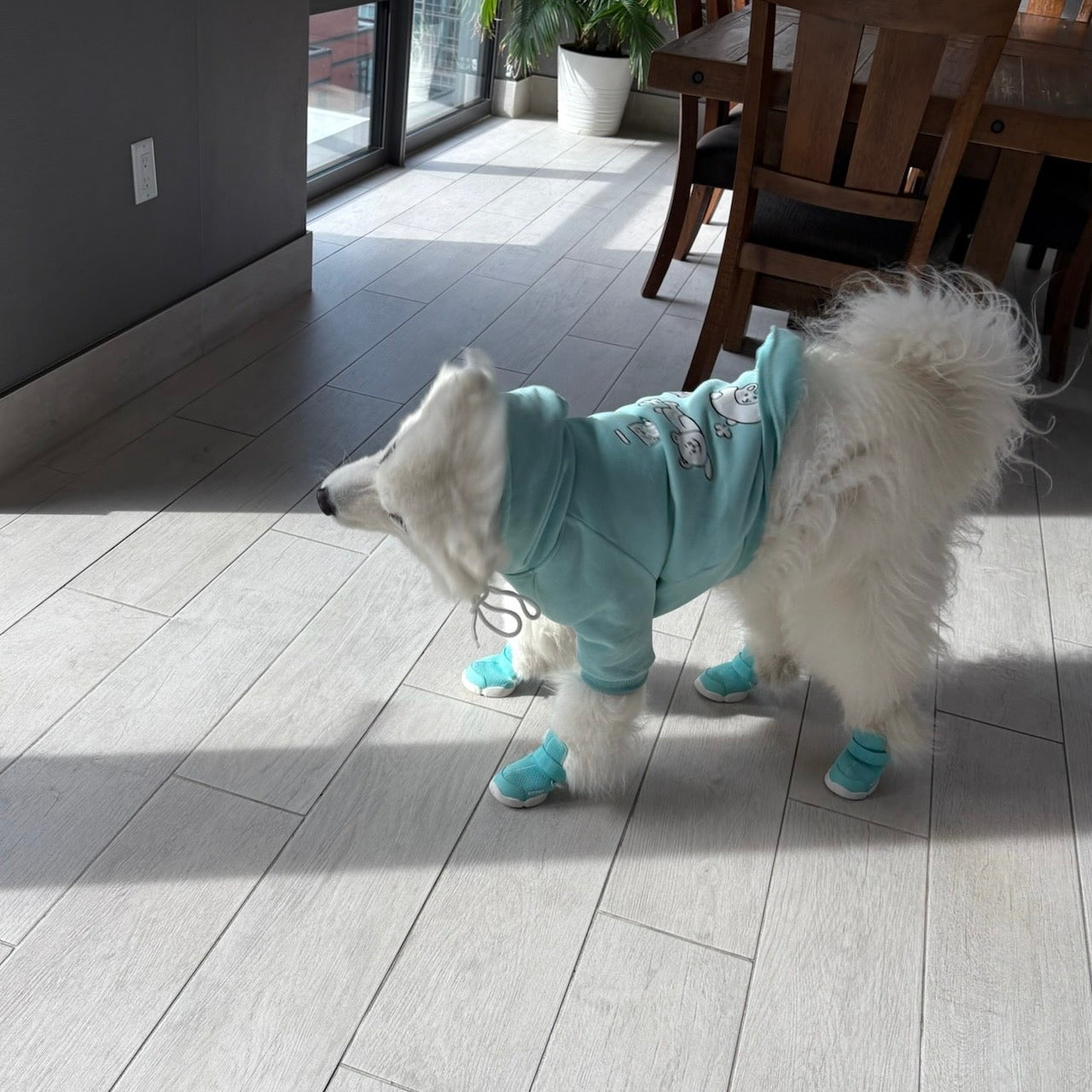 海外犬服 高品質なインポートのドッグウェア通販 