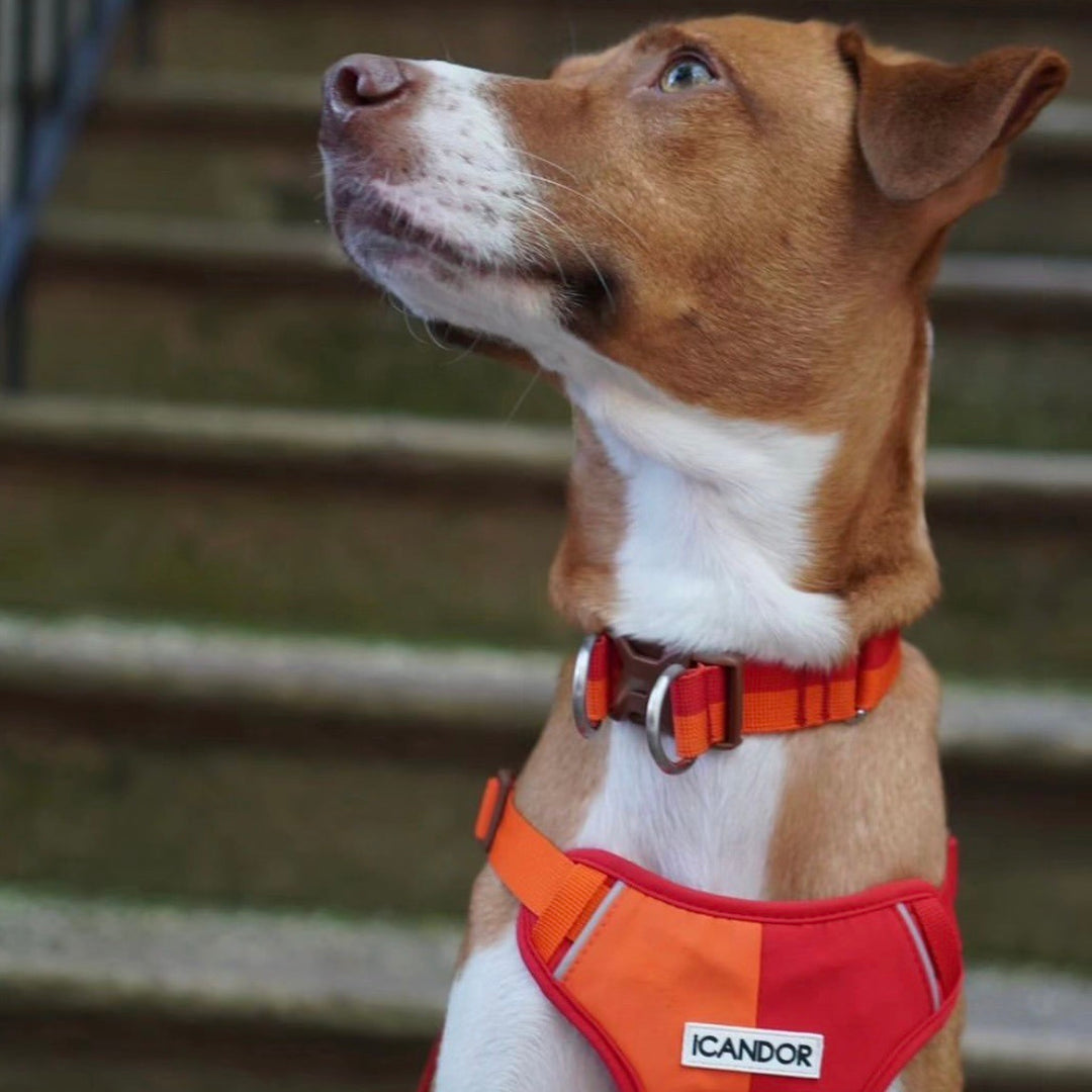 ※予約販売【iCANDOR】Gentle Collar Dual（SUNSET）