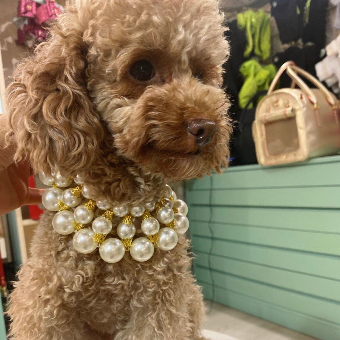 海外犬服 高品質なインポートのドッグウェア通販 