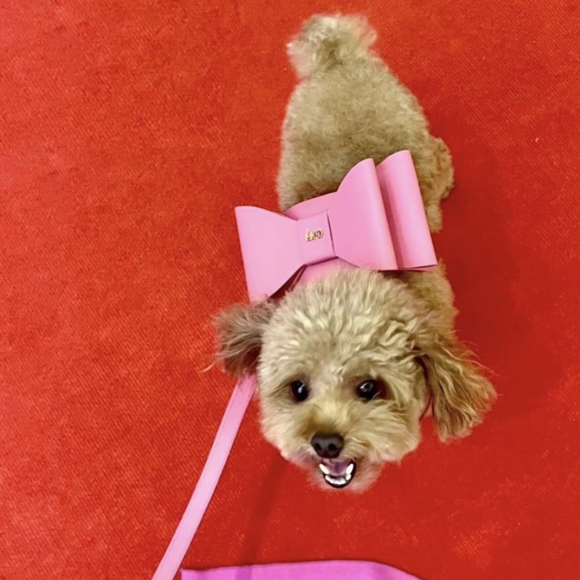 リボン付き 犬用ハーネス リード セット ピンク　Moshiqa モシカ 海外犬服 高品質なインポートのドッグウェア通販 
