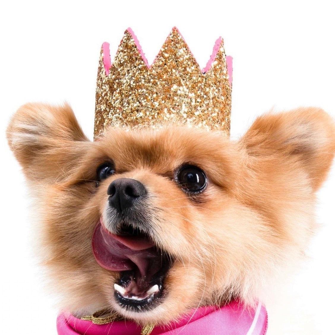 海外犬服 高品質なインポートのドッグウェア通販 