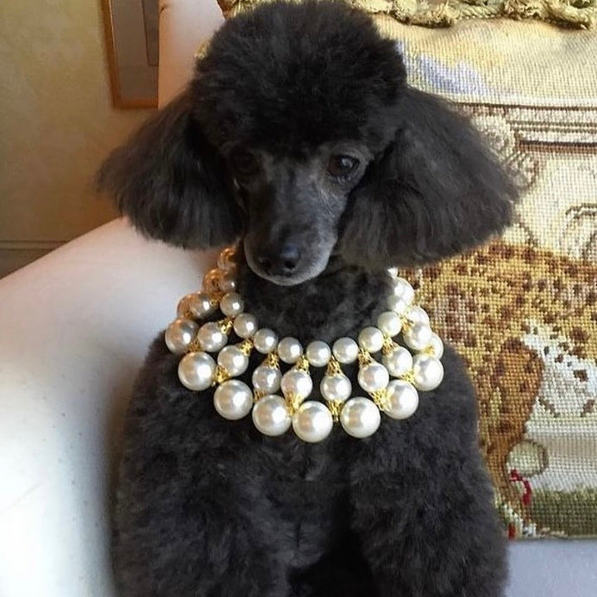 海外犬服 高品質なインポートのドッグウェア通販 