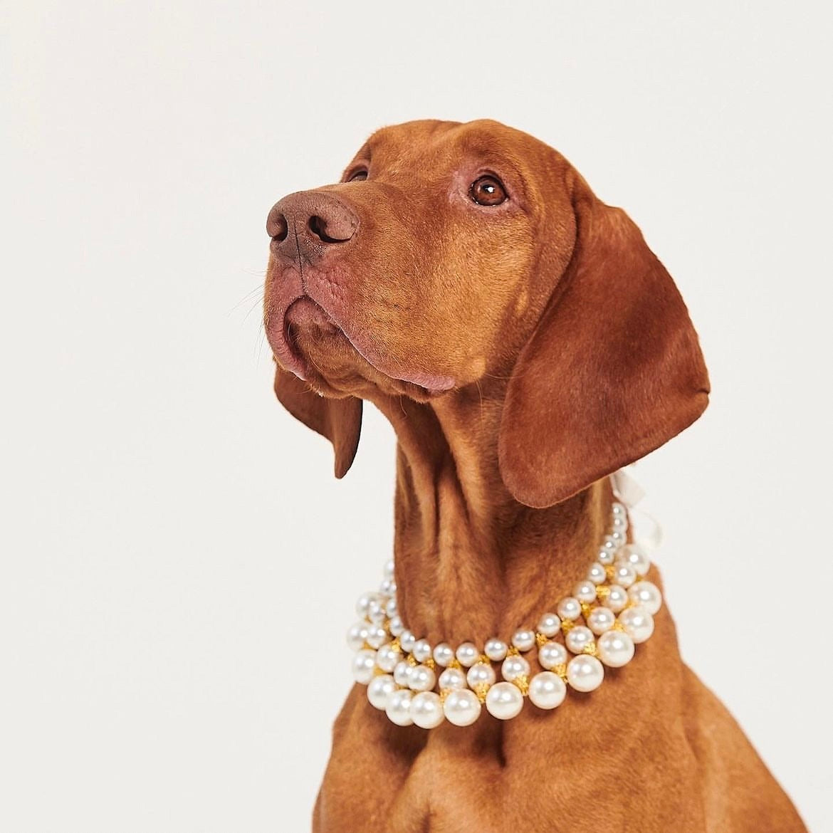 海外犬服 高品質なインポートのドッグウェア通販 