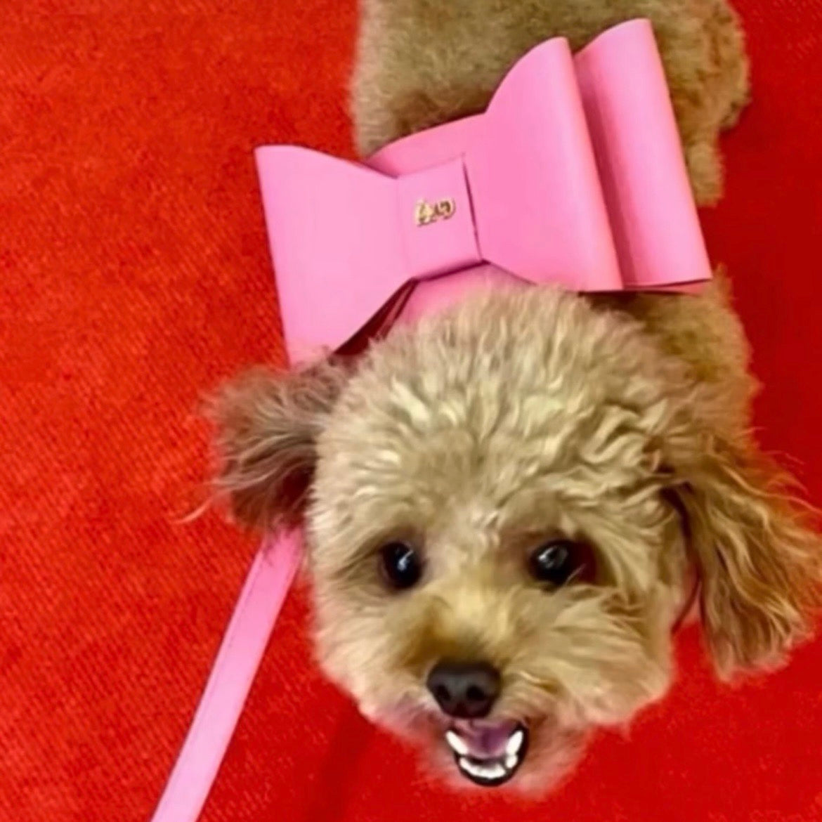 海外犬服 高品質なインポートのドッグウェア通販 