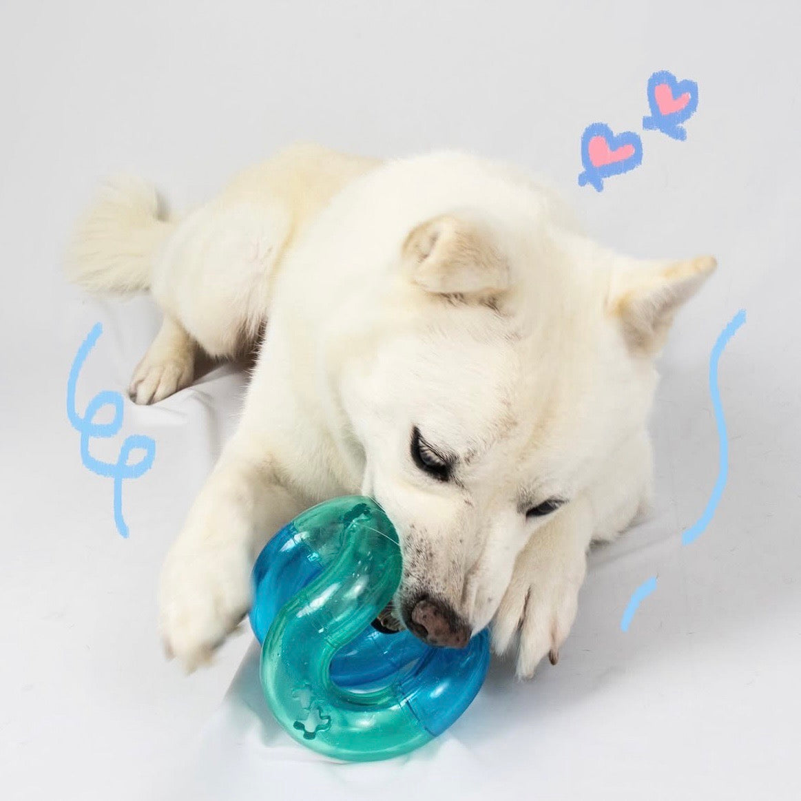 Lily犬服 Halloweenオーダー受付ページ Lily犬服 Halloweenオーダー受付ページ