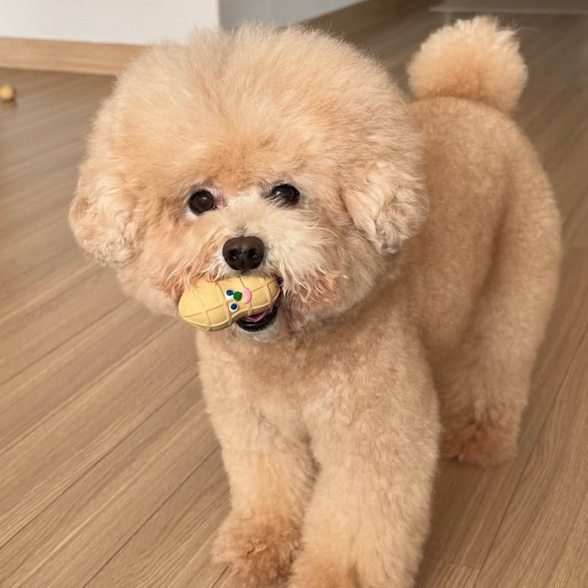 海外犬服 高品質なインポートのドッグウェア通販 