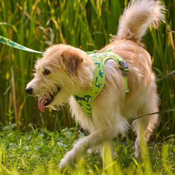 即納【andblank】ICONIC Lazy Crocodile Harness（Green）