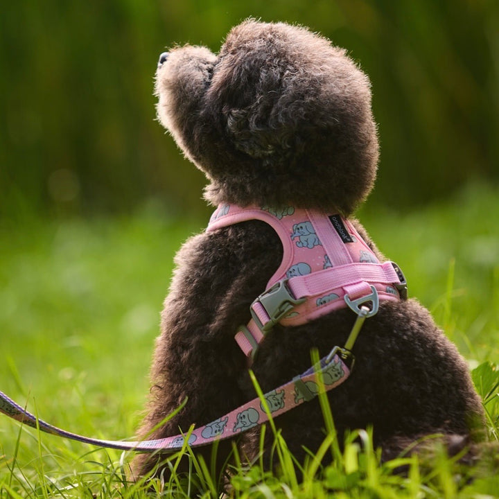 即納【andblank】ICONIC Jelly Phant Hands Free Leash（Pink）