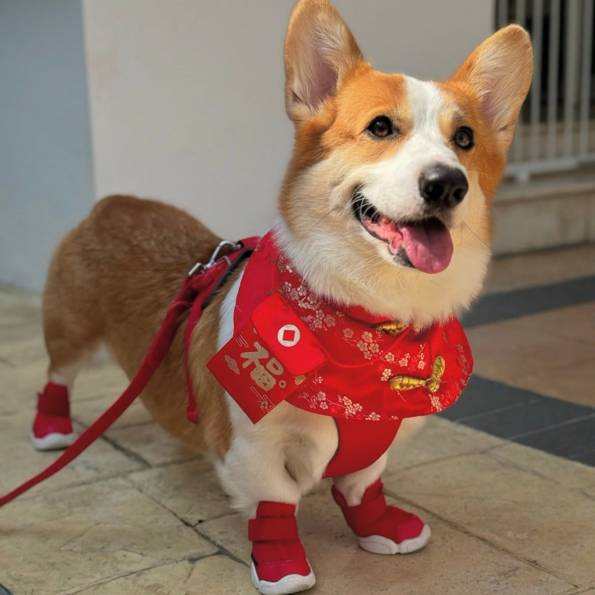 海外犬服 高品質なインポートのドッグウェア通販 