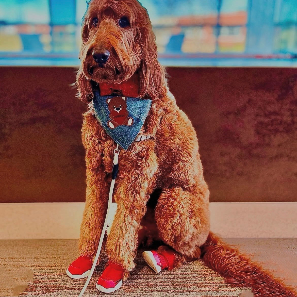 海外犬服 高品質なインポートのドッグウェア通販 