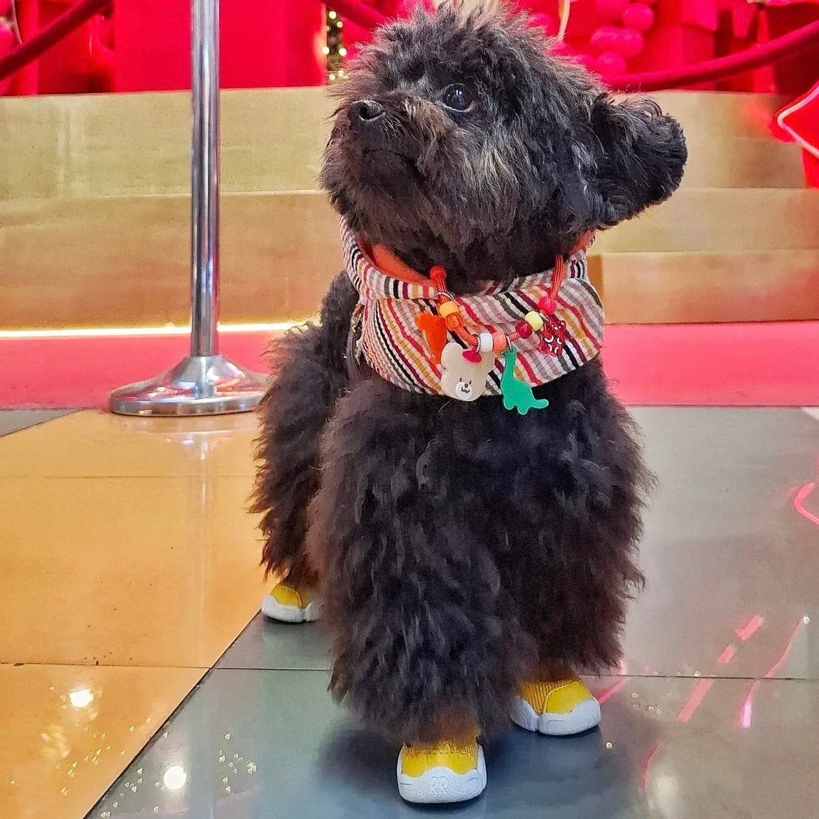 海外犬服 高品質なインポートのドッグウェア通販 