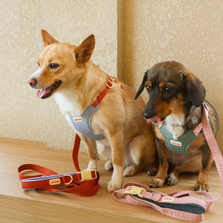 即納【BITE ME】Comfort Harness v2（3 types）｜犬用ハーネス