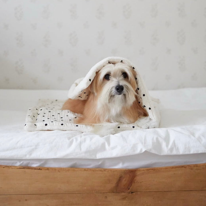 ※予約販売【azalea】Cozy Blanket（Flower / Dot）