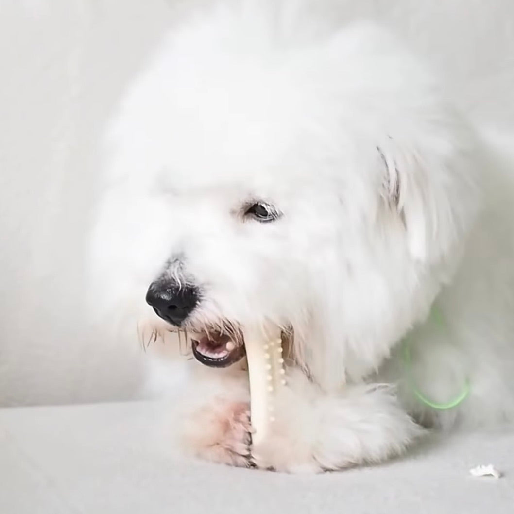 即納【BITE ME】Buddy Bone Nylon Toy