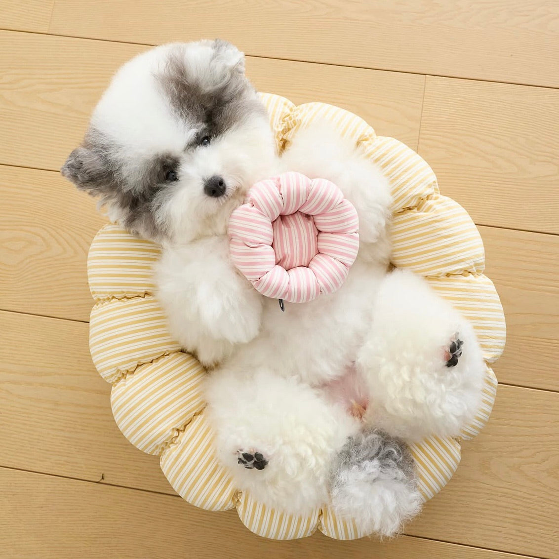 ライフスタイル・ホームグッズ｜ドッグウェア（犬服）・犬用品通販