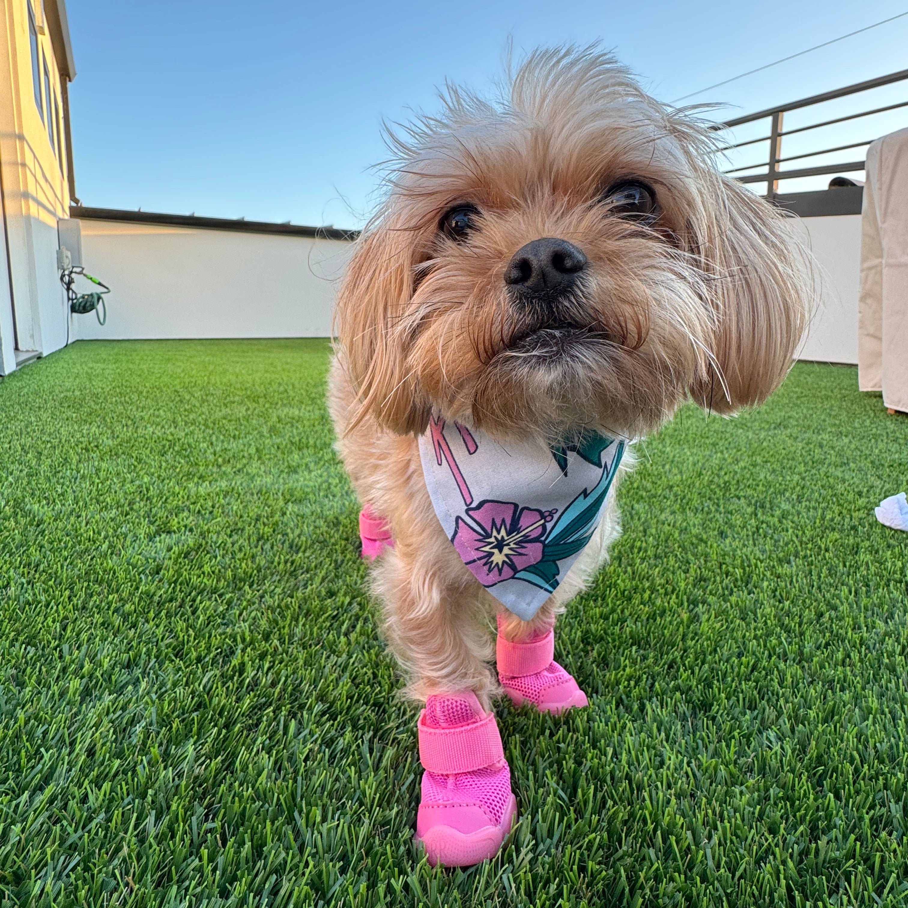 RIFRUF SNEAKERS CAESAR 1 サイズ0 海外犬服 高品質なインポートのドッグウェア通販 