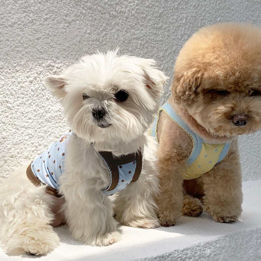 ※予約販売【DURANG RURANG】Star Bear Cool T（Soda Yellow）