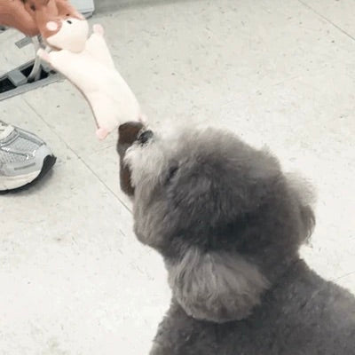 即納【meaningless】Flying Squirrel Toy