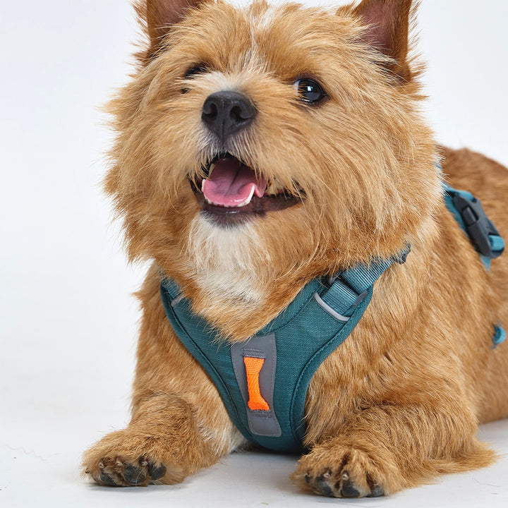 ※予約販売【munikund】TREKTAIL Harness - Khaki ｜犬用ハーネス