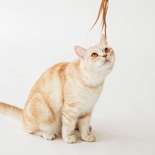 ※予約販売【BITE ME】Cat Fishing Toy Refill Set（Feather）