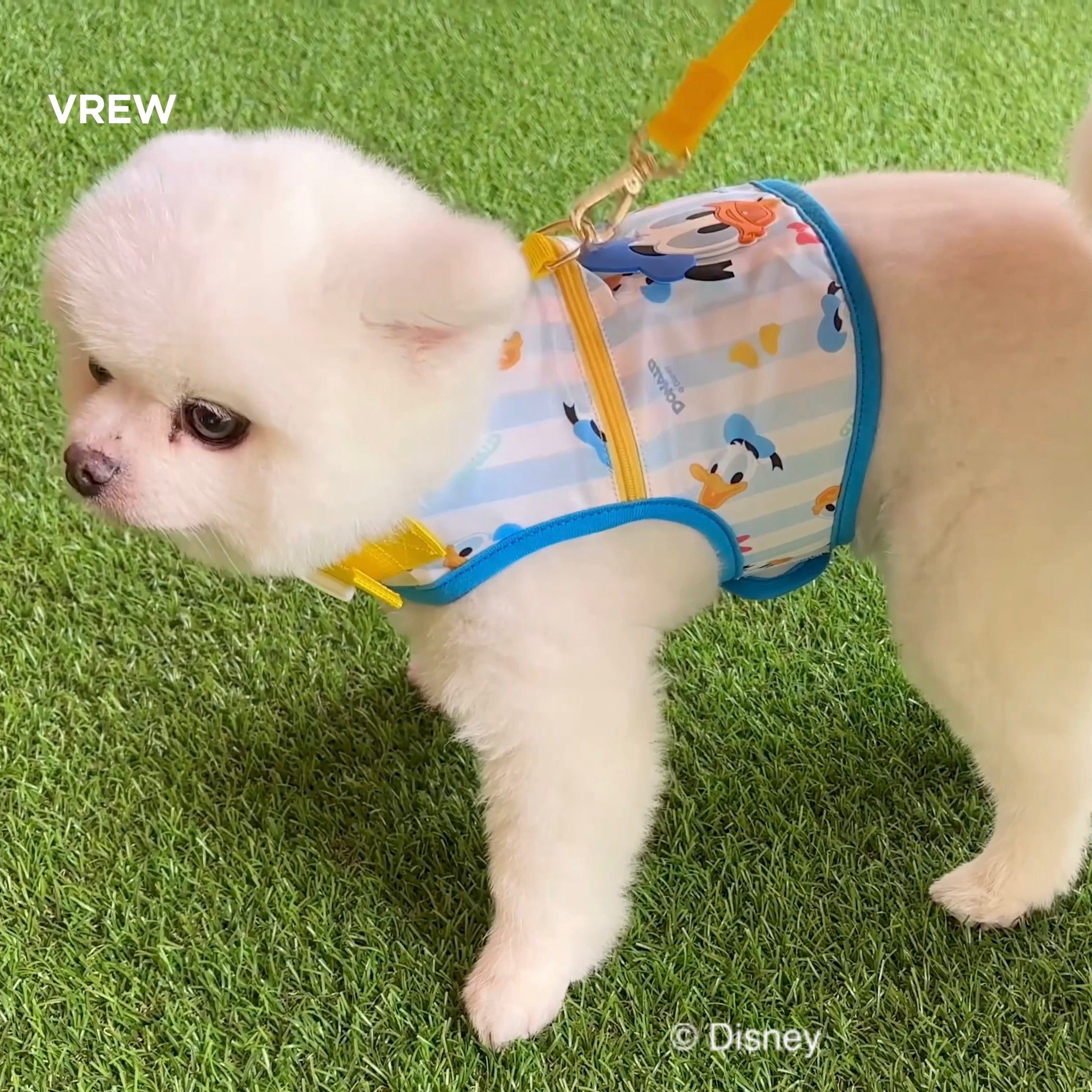 海外犬服 高品質なインポートのドッグウェア通販 