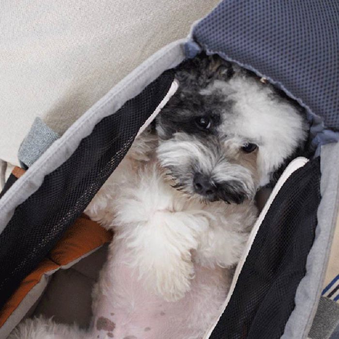 iCANDOR PEEK-A-BOO BAG Mサイズ＋専用クッションセット 海外犬服 高品質なインポートのドッグウェア通販 
