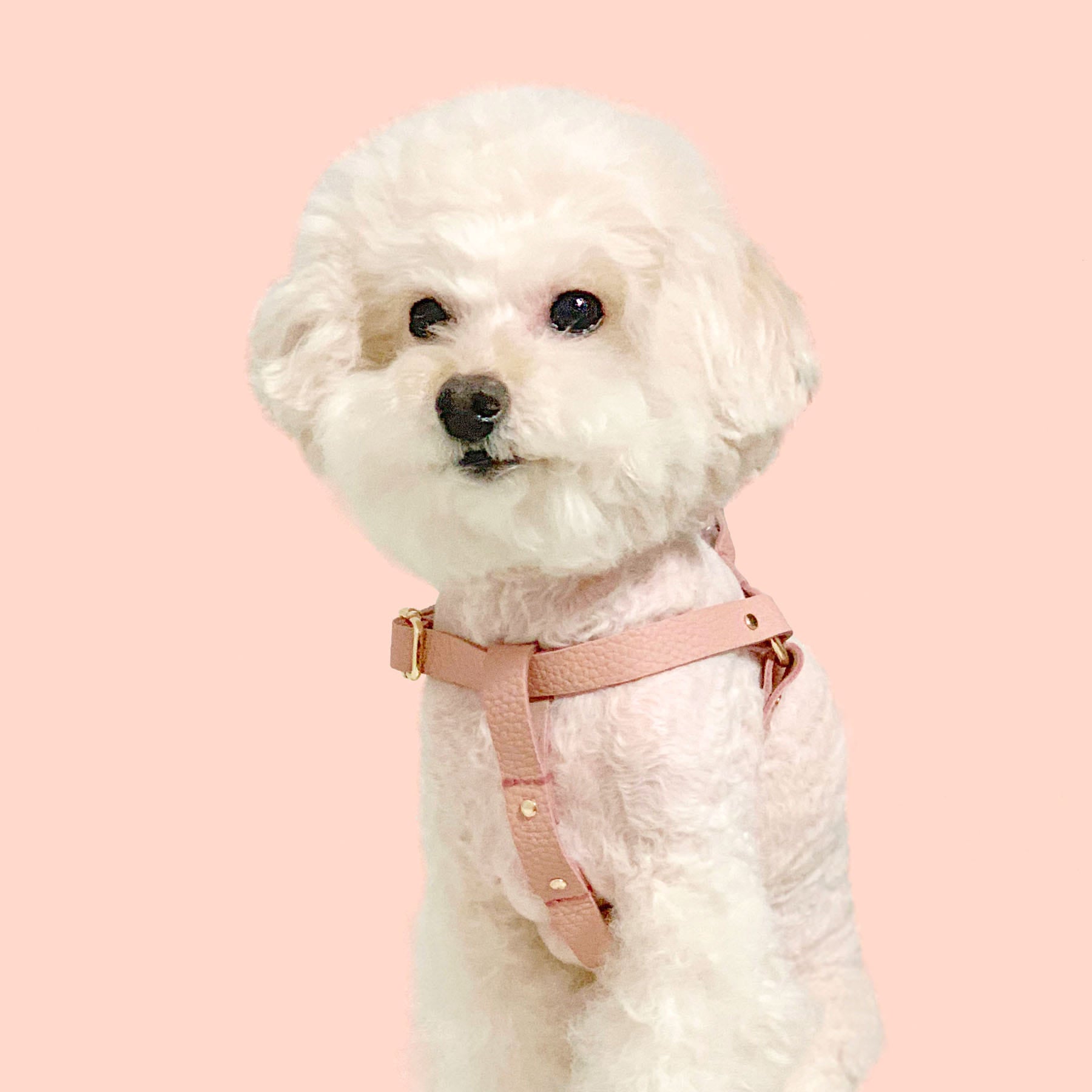 ピンクデイジー、わんちゃん猫ちゃん用襟付き首輪