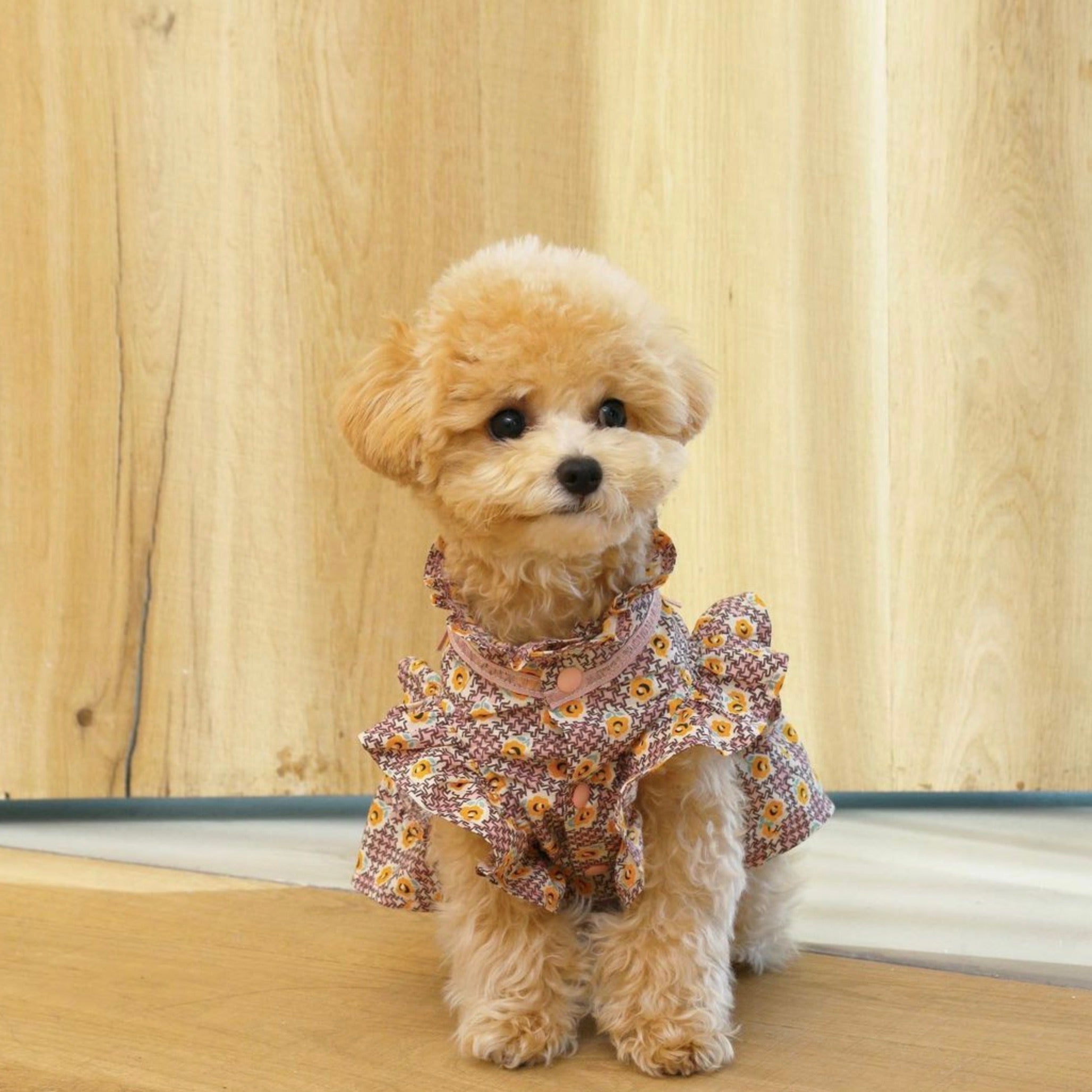 海外犬服 高品質なインポートのドッグウェア通販 
