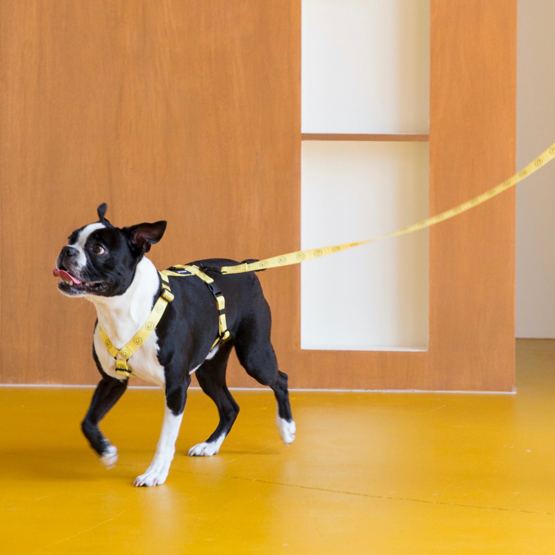 海外犬服 高品質なインポートのドッグウェア通販 