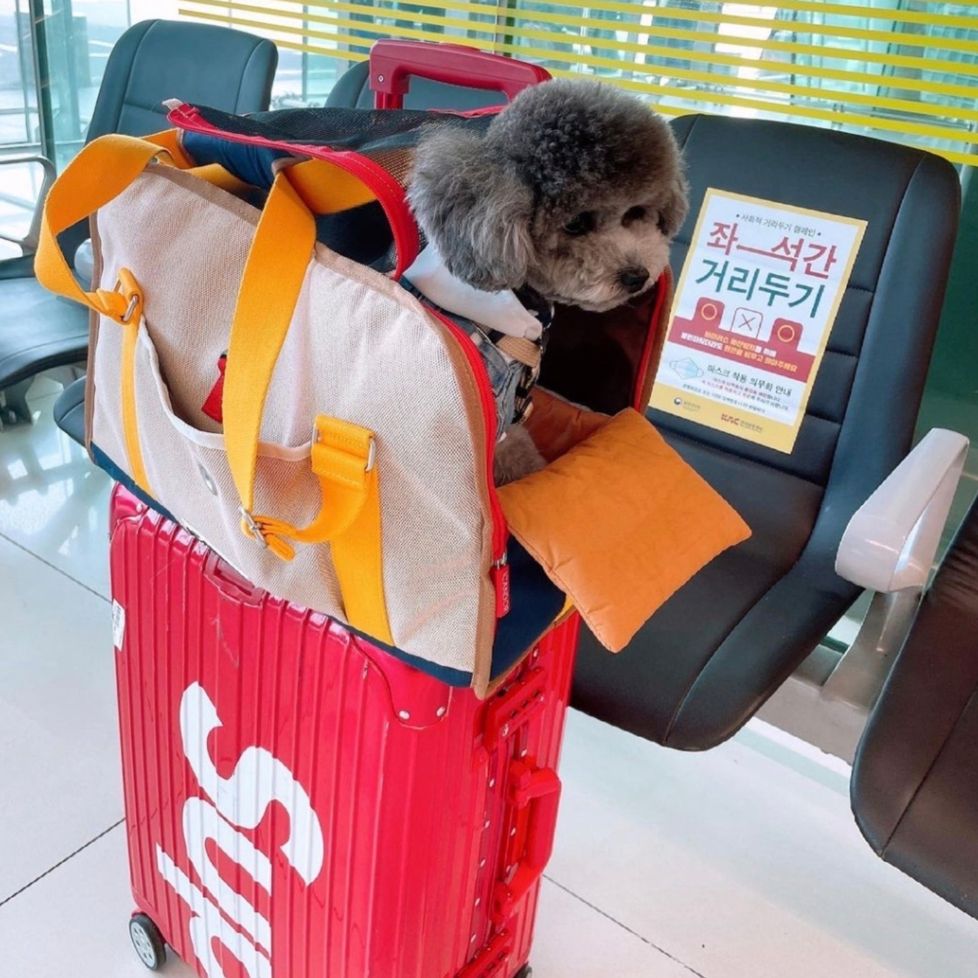 海外犬服 高品質なインポートのドッグウェア通販 