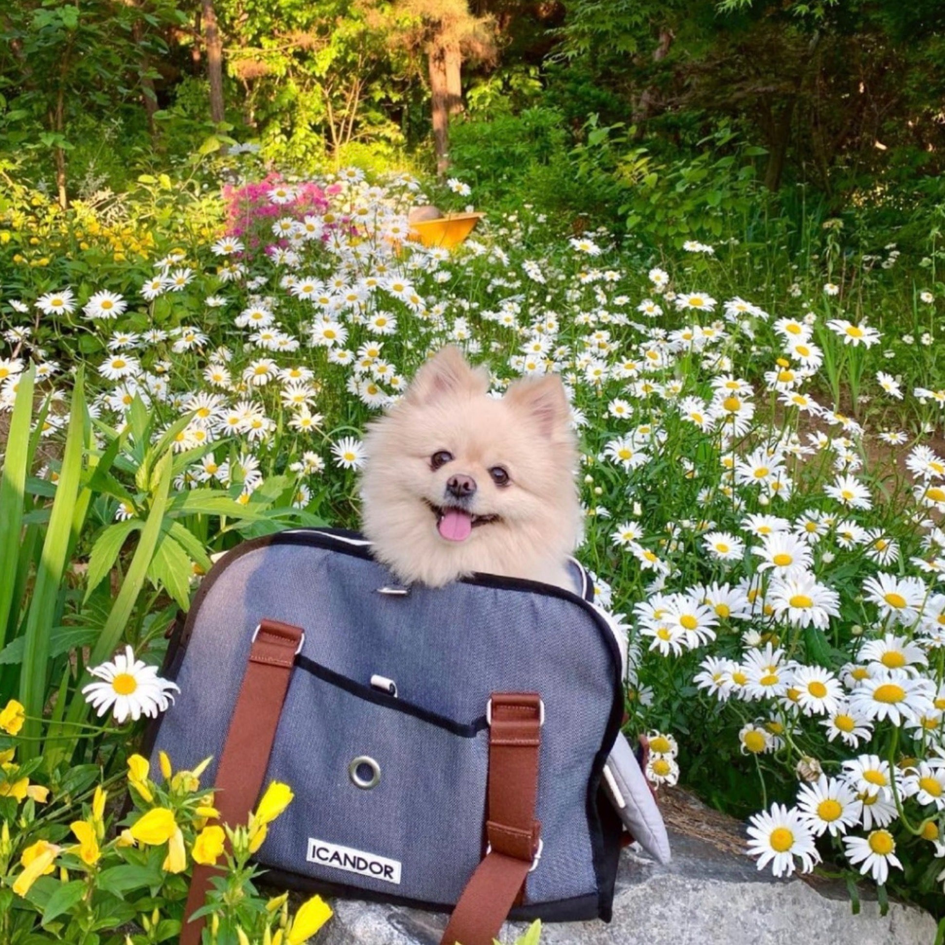海外犬服 高品質なインポートのドッグウェア通販 