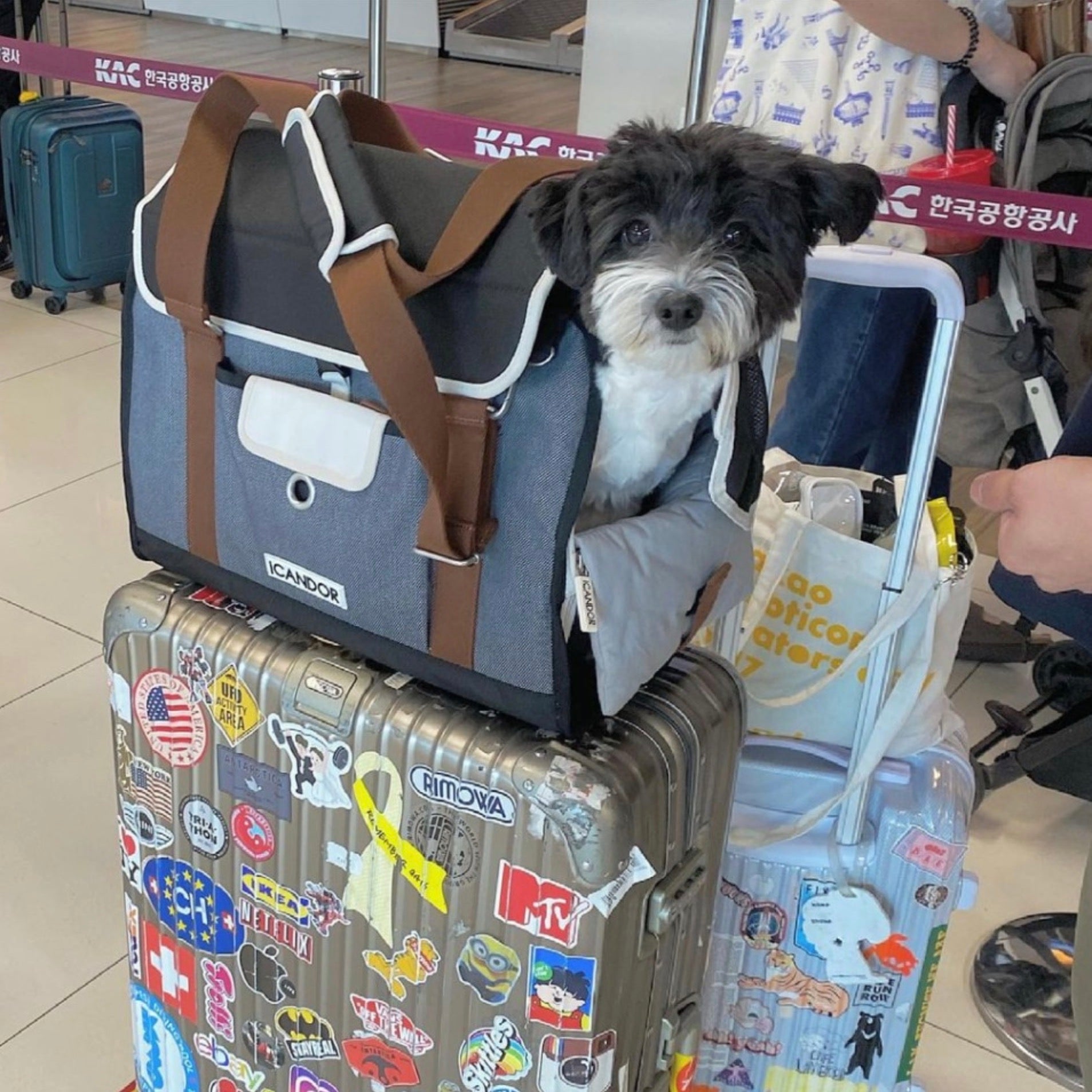 【iCANDOR】 i bag (SHY NAVY)/犬猫用 キャリーバッグ 海外犬服 高品質なインポートのドッグウェア通販 