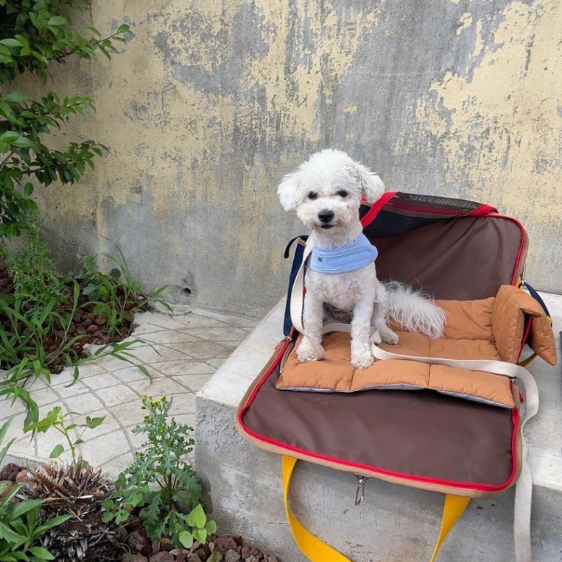 海外犬服 高品質なインポートのドッグウェア通販 