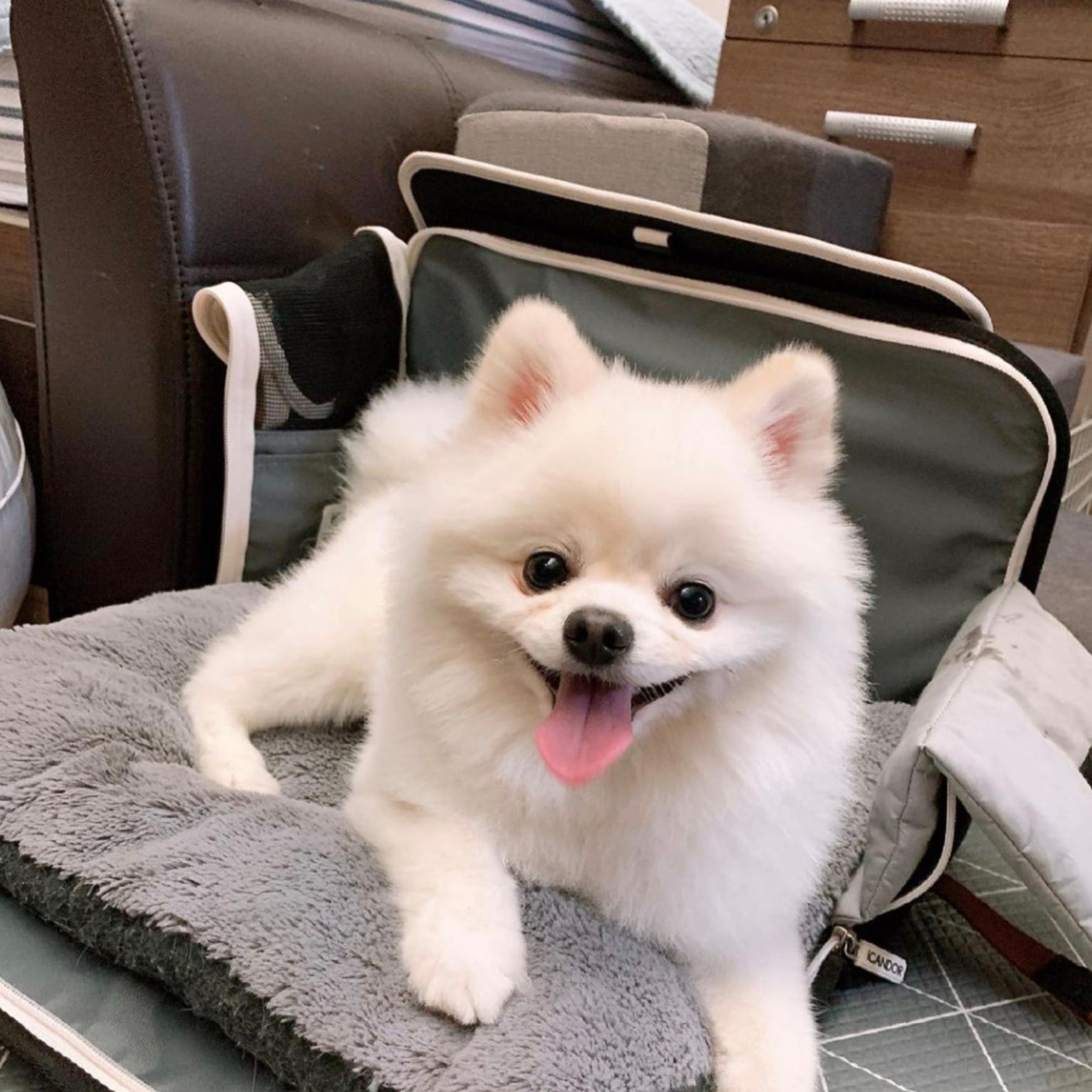 海外犬服 高品質なインポートのドッグウェア通販 