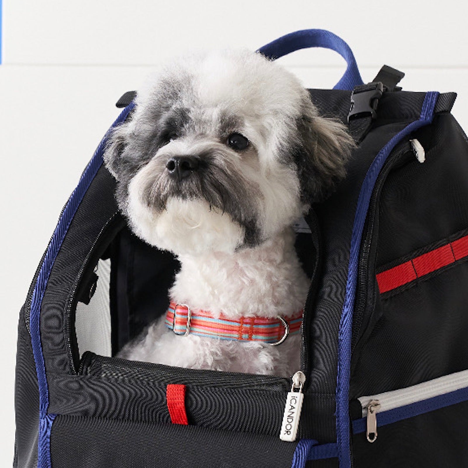 海外犬服 高品質なインポートのドッグウェア通販 