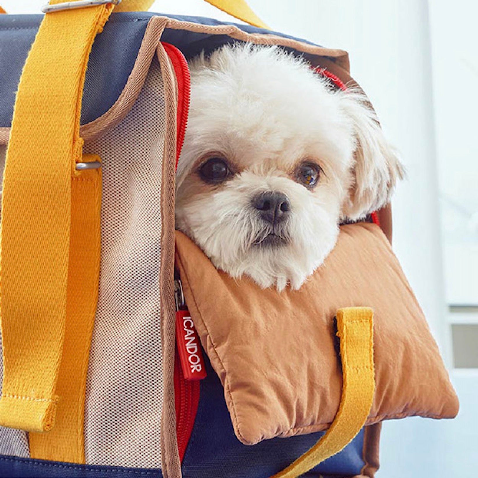 海外犬服 高品質なインポートのドッグウェア通販 