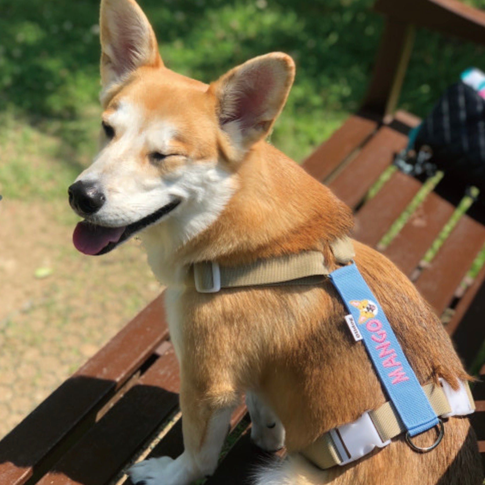 海外犬服 高品質なインポートのドッグウェア通販 