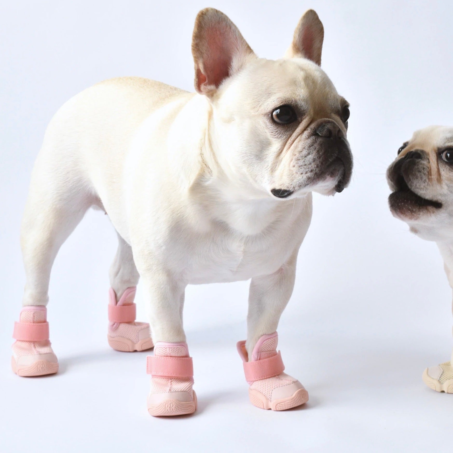 海外犬服 高品質なインポートのドッグウェア通販 
