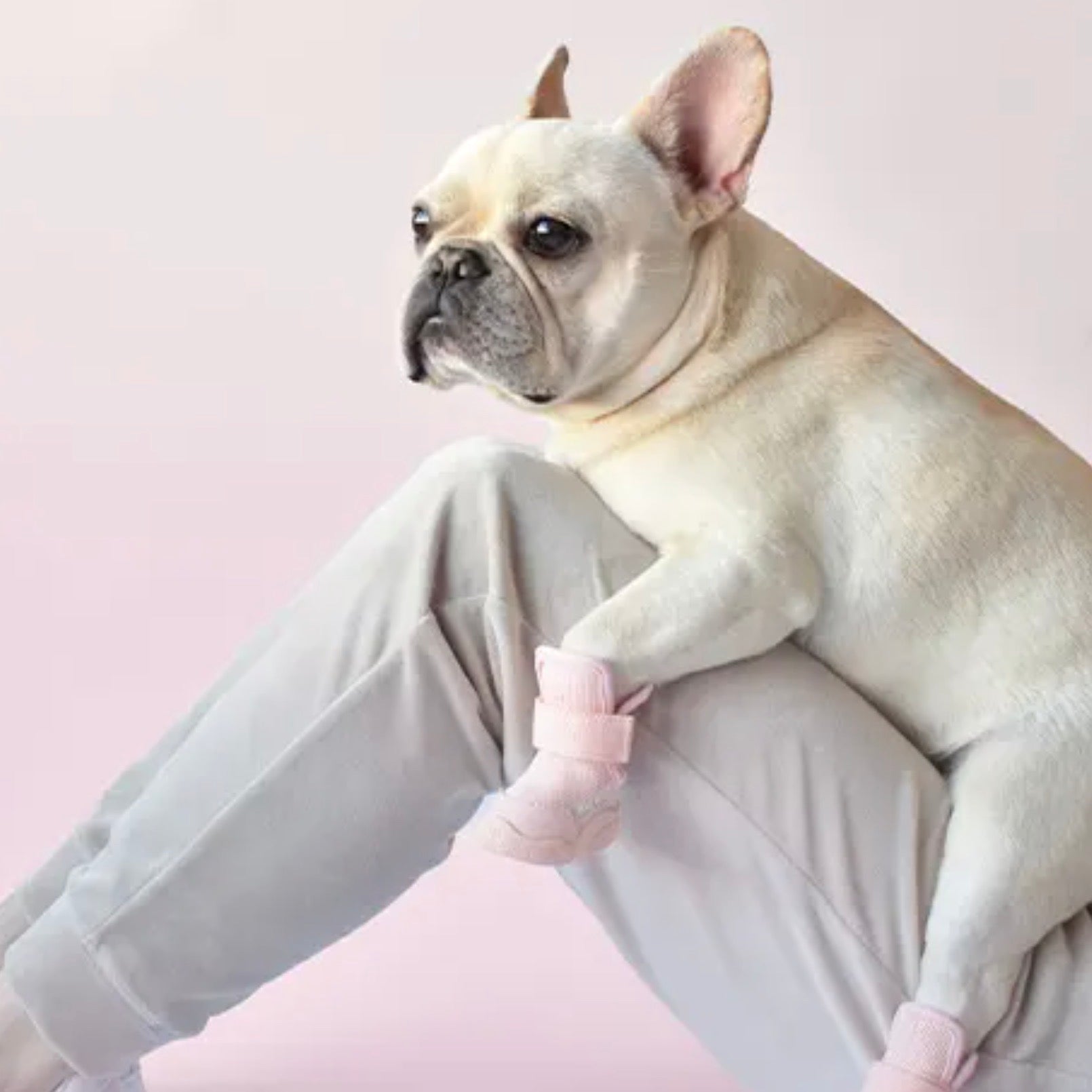 海外犬服 高品質なインポートのドッグウェア通販 