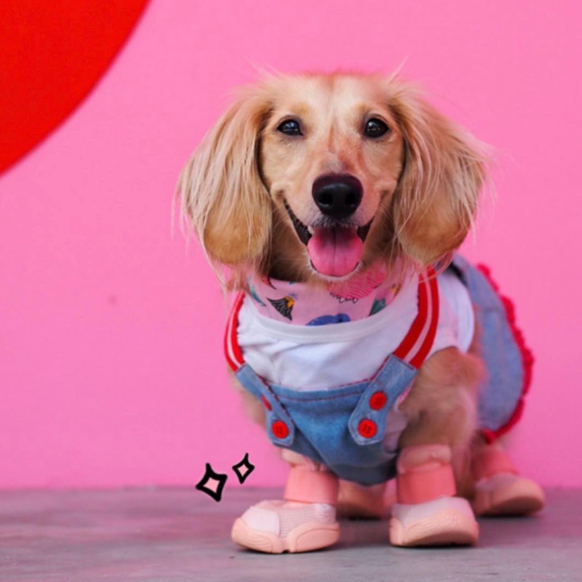 海外犬服 高品質なインポートのドッグウェア通販 