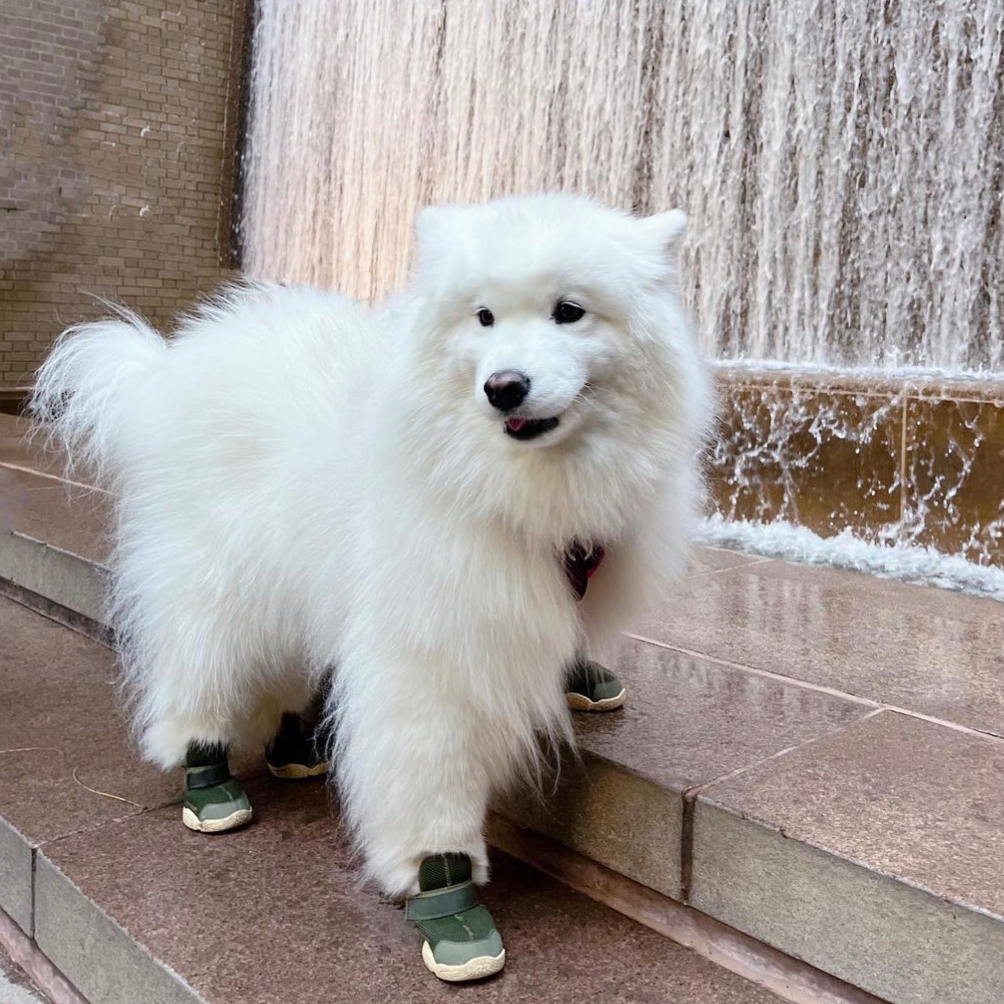 海外犬服 高品質なインポートのドッグウェア通販 