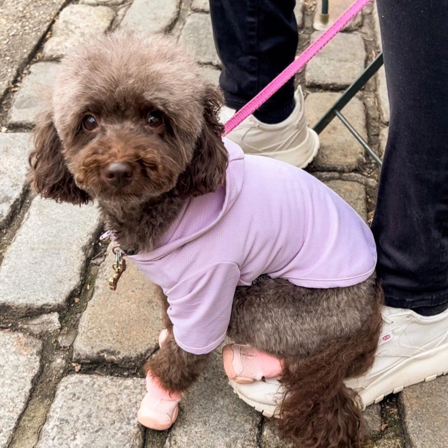 海外犬服 高品質なインポートのドッグウェア通販 