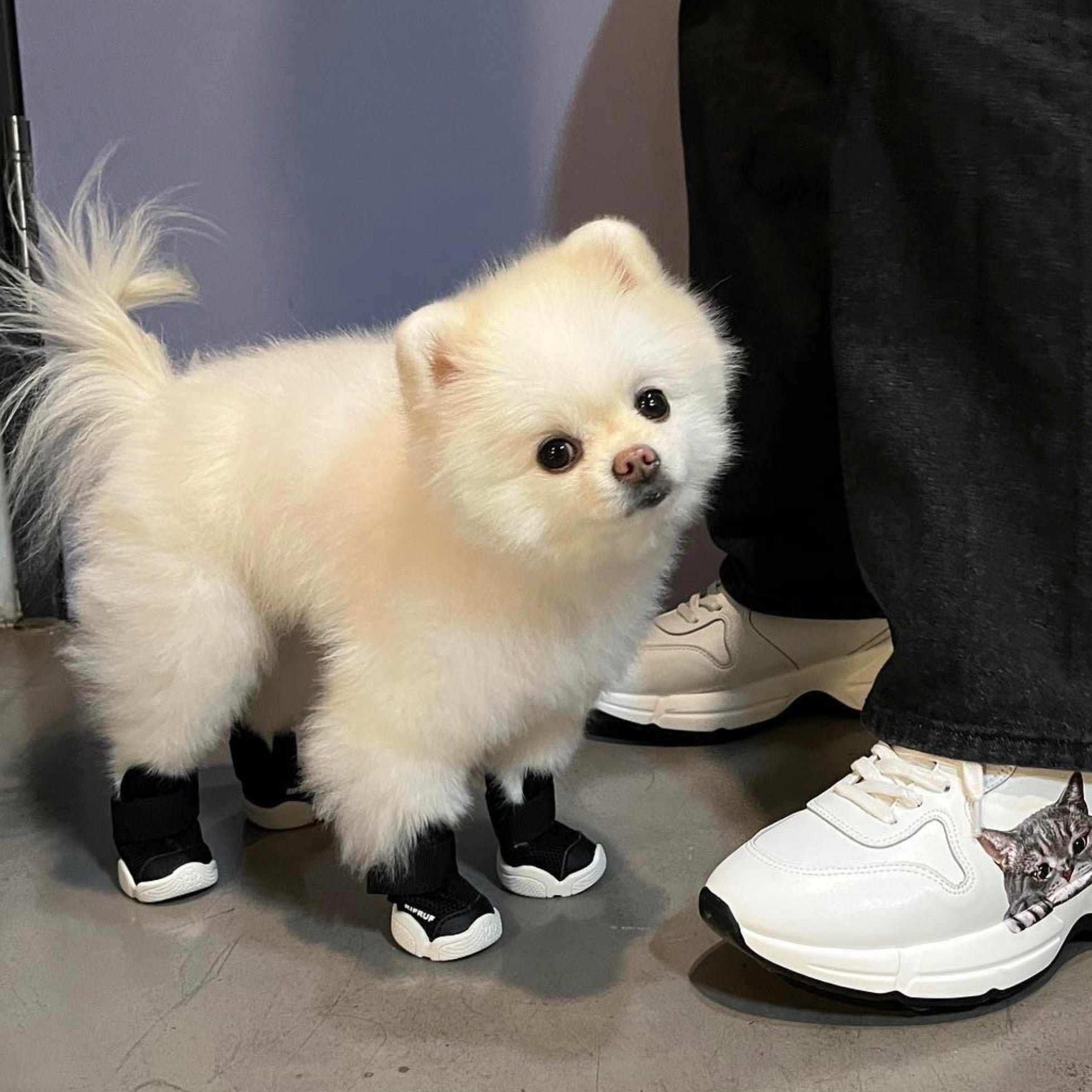 RIFRUF 小型犬靴 犬靴 - 犬