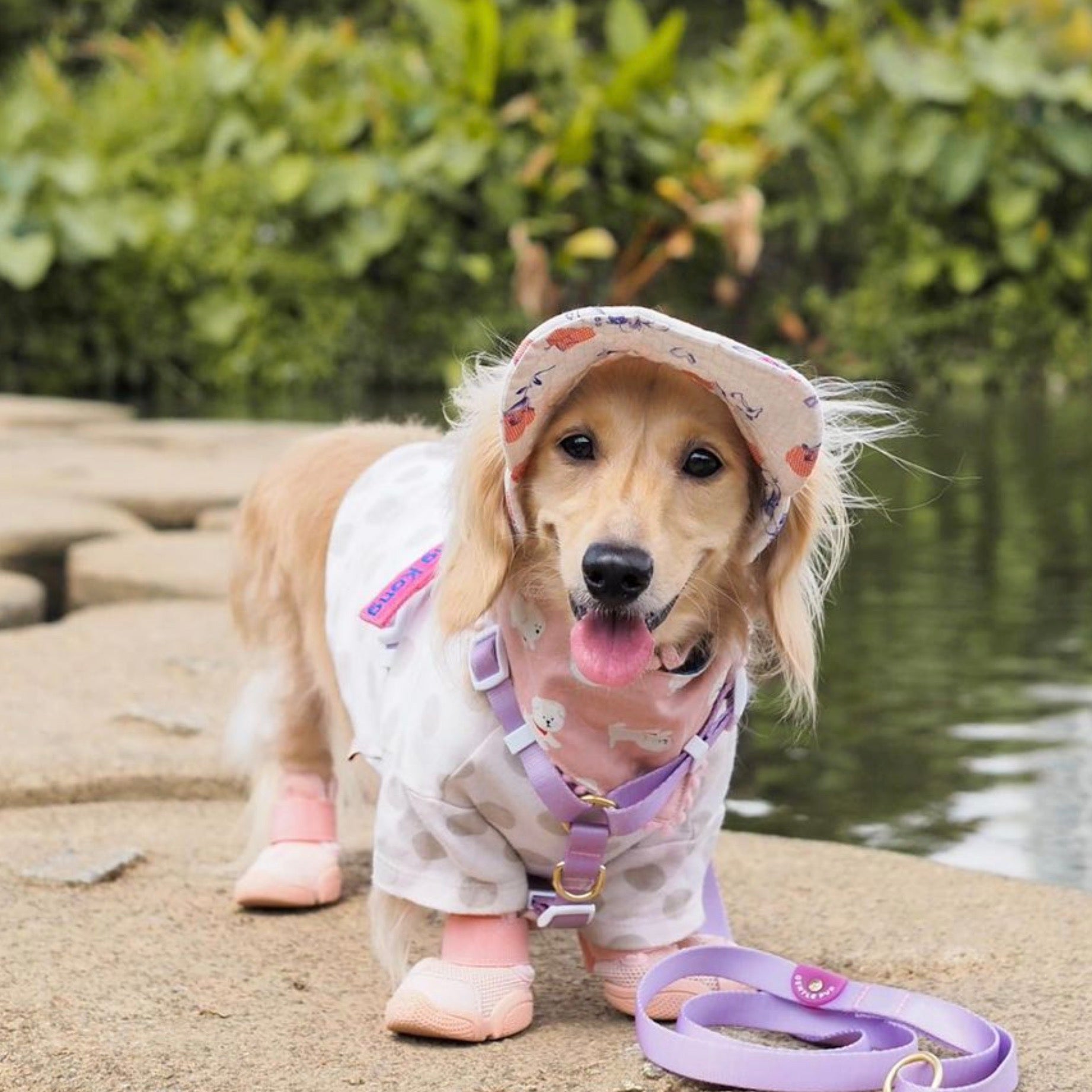 海外犬服 高品質なインポートのドッグウェア通販 