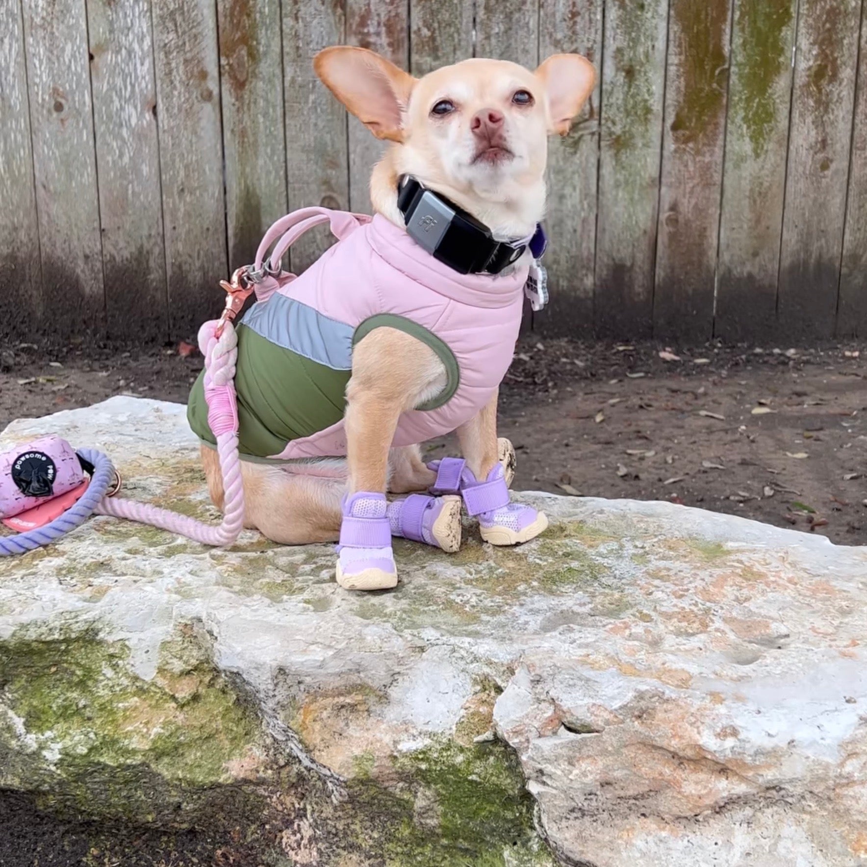 海外犬服 高品質なインポートのドッグウェア通販 