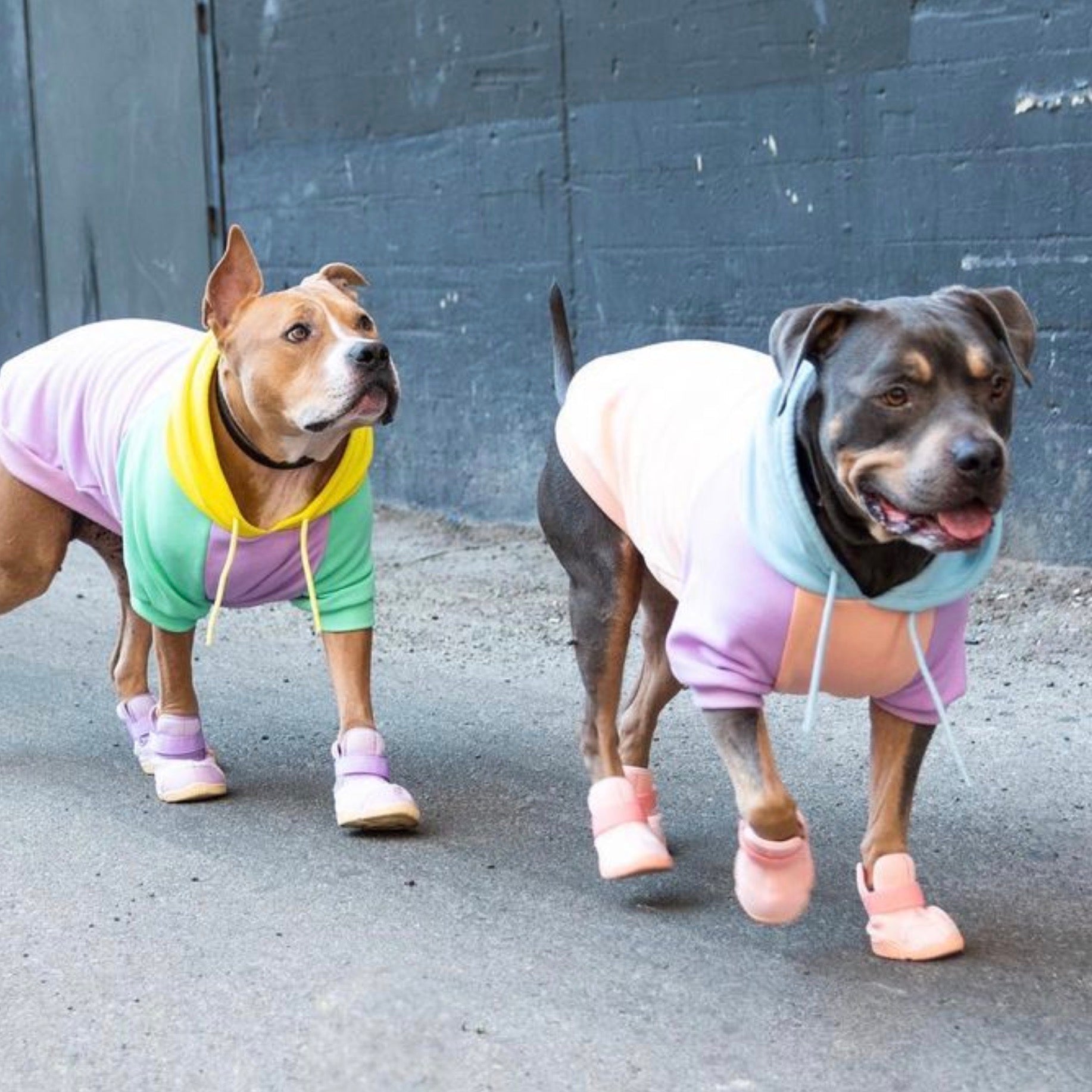 海外犬服 高品質なインポートのドッグウェア通販 