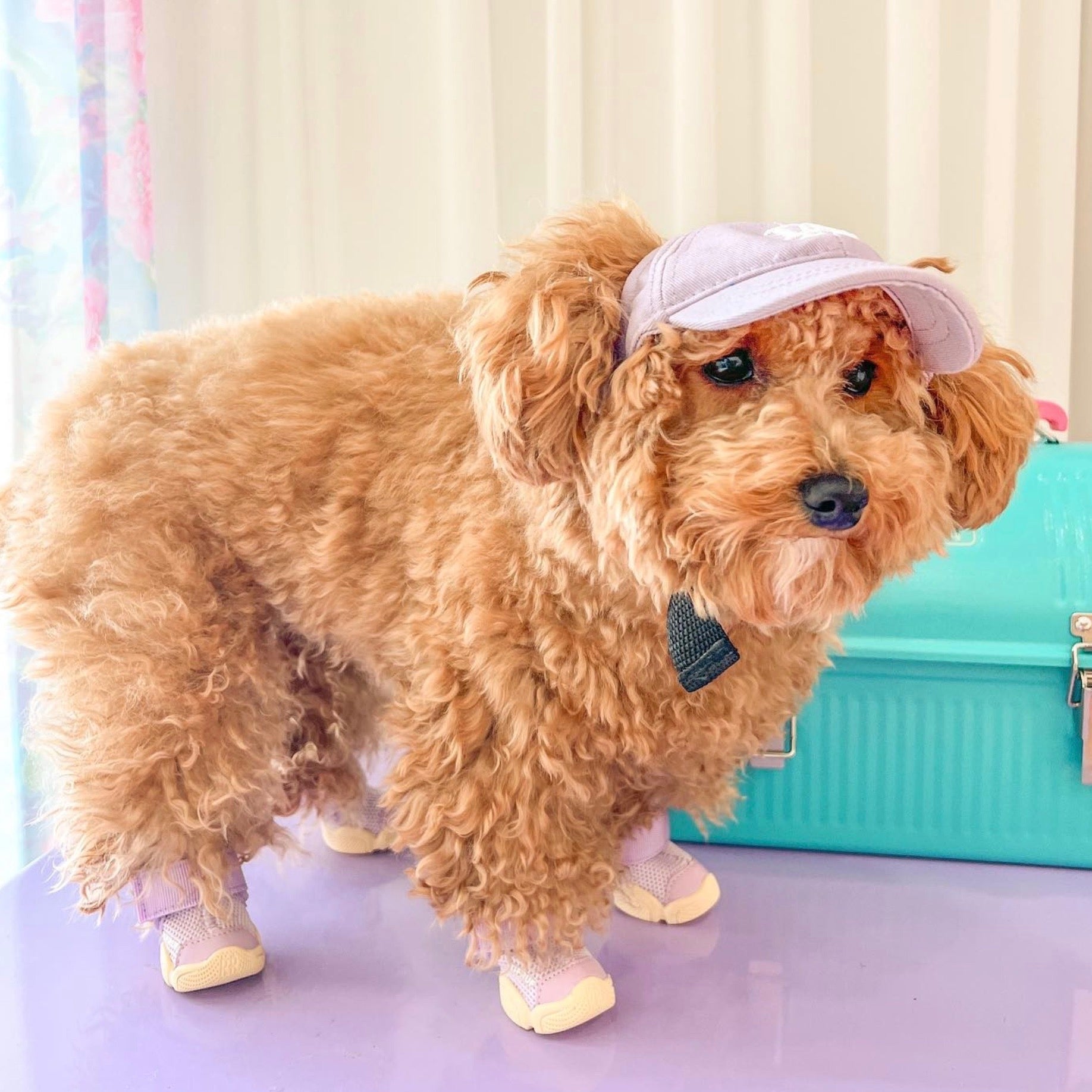 海外犬服 高品質なインポートのドッグウェア通販 