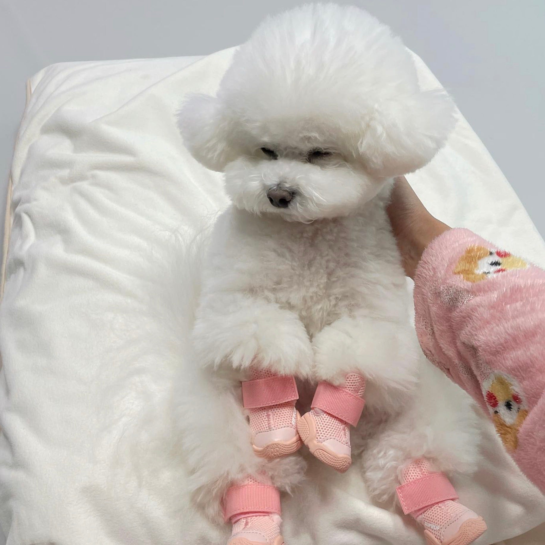 海外犬服 高品質なインポートのドッグウェア通販 